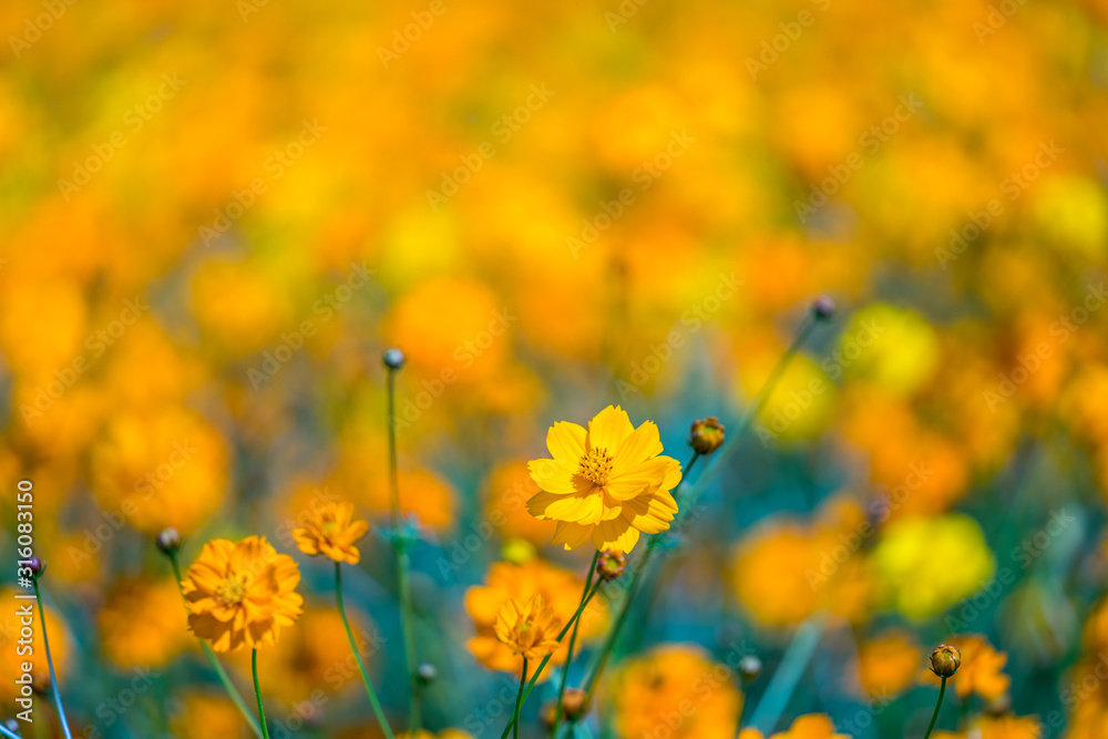 Yellow cosmos flowers blooming in the garden.