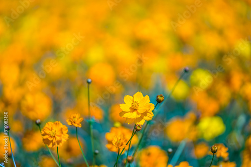 Yellow cosmos flowers blooming in the garden. © Thanaphong