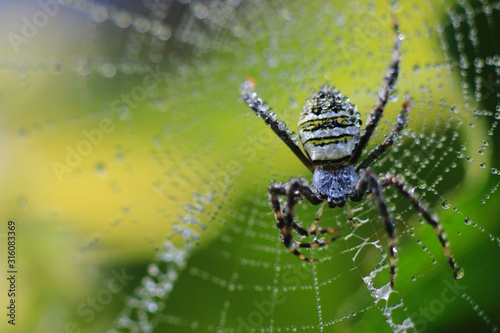 close-up photo of a Argiope spider on a blurred background