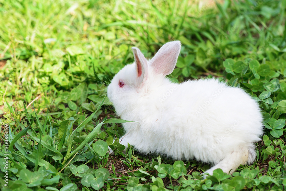 Cute white rabbit sitting in the shade on a clover grass on a sunny spring day Cute white rabbit sitting in the shade on a clover grass on a sunny spring day