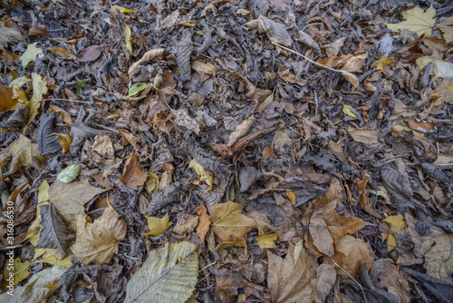 A pile of dry old leaves