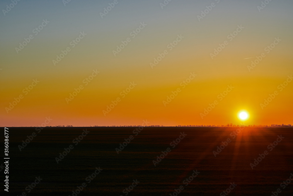 Image of a field of young wheat at sunset.