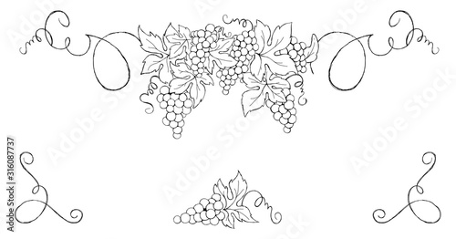 Grapes -- vintage design element. Set vector illustration for wine label.