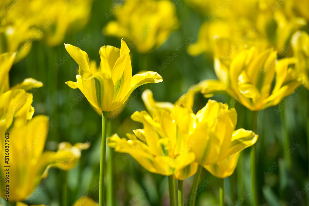Green tulips in garden in sunny day. Spring flowers. Gardening. Variety Yellow Springgreen. In Full Bloom. Green tulips in garden in sunny day. Spring flowers. Gardening. Variety Yellow Springgreen. In Full Bloom.