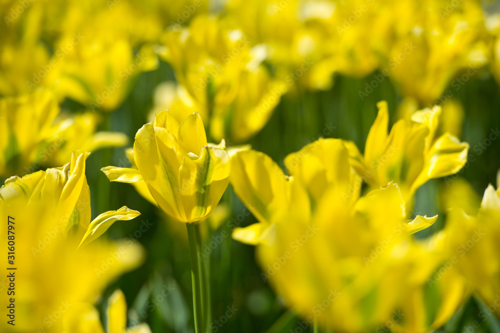 Green tulips in garden in sunny day. Spring flowers. Gardening. Variety Yellow Springgreen. In Full Bloom. Green tulips in garden in sunny day. Spring flowers. Gardening. Variety Yellow Springgreen. In Full Bloom.