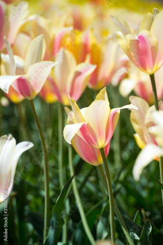 In Full Bloom. Tulips in garden in sunny day. Spring flowers. Gardening