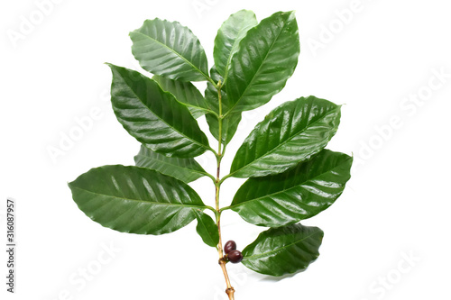 Coffee leaves on branch on white background.