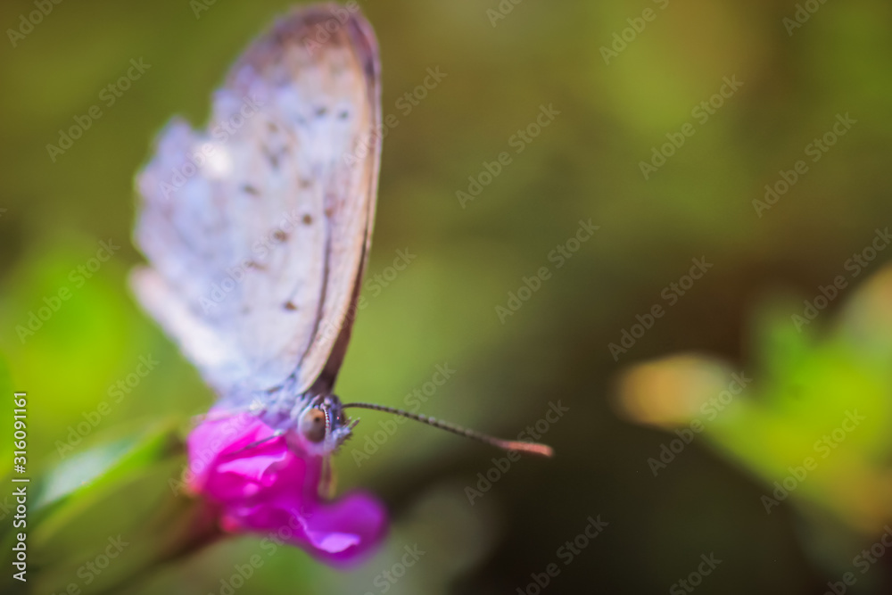 Obraz premium macro photography of butterflies perched on a leaf