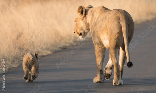 lioness and cub Kruger national park