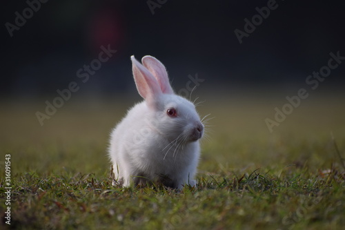 Rabbit On Field - Front 