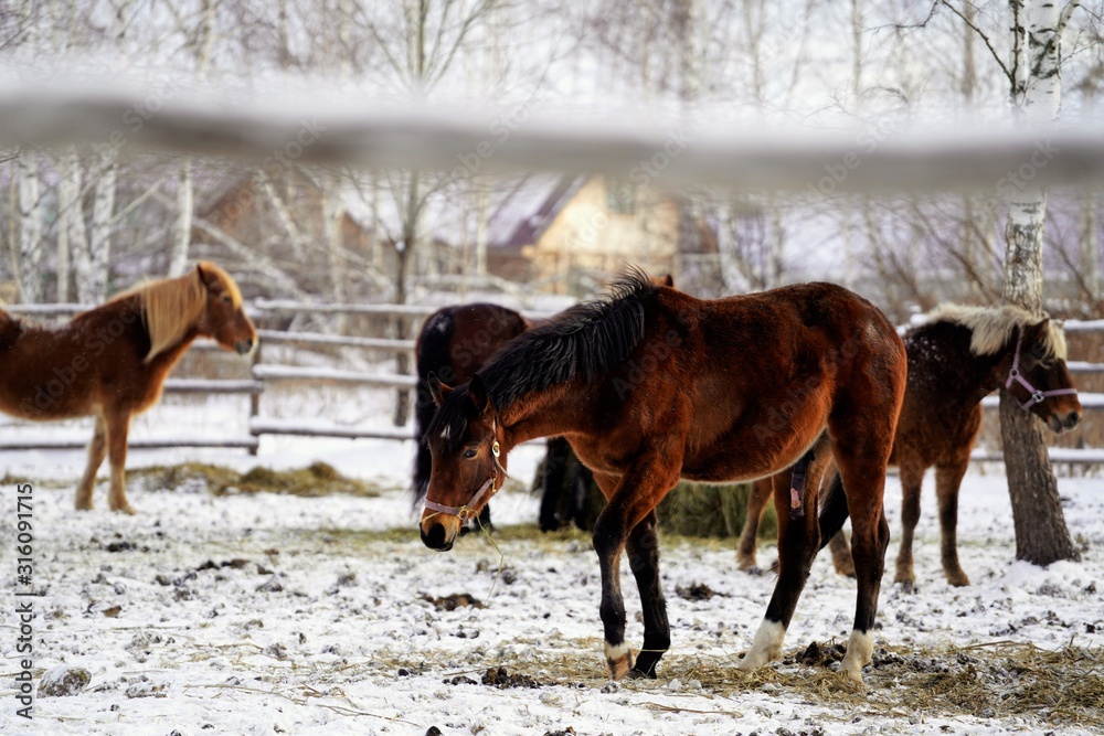 horses in the snow