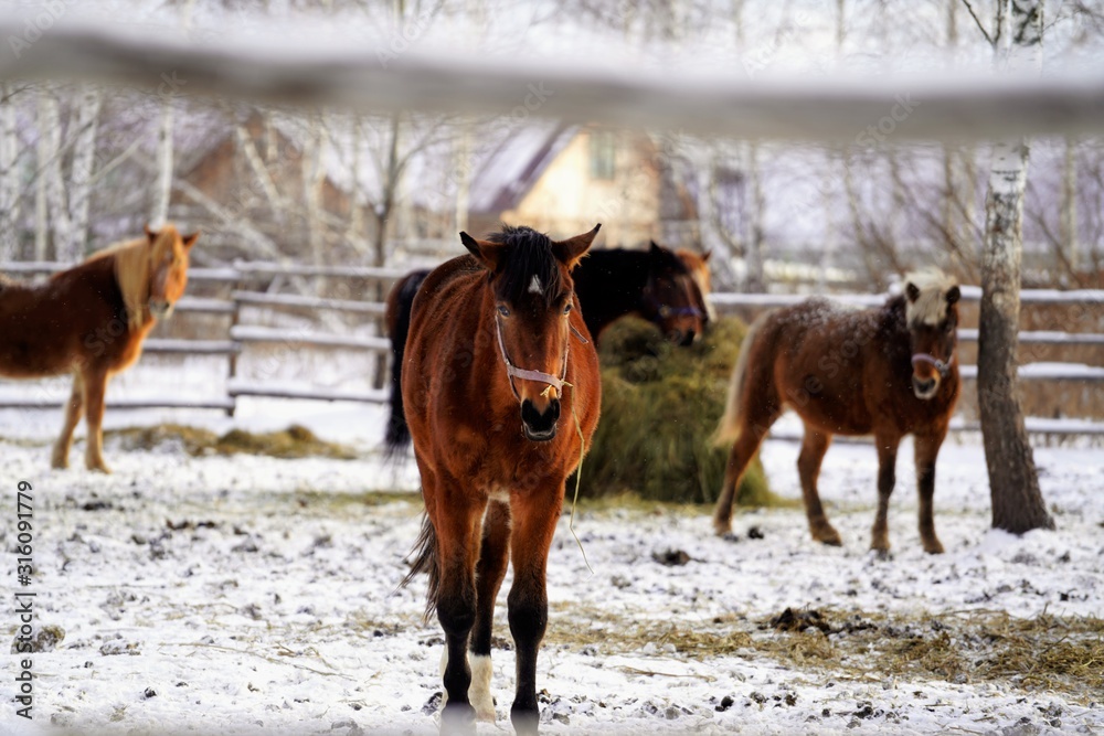 herd of horses in winter