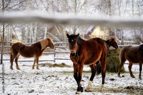 horses in the snow © Morten H