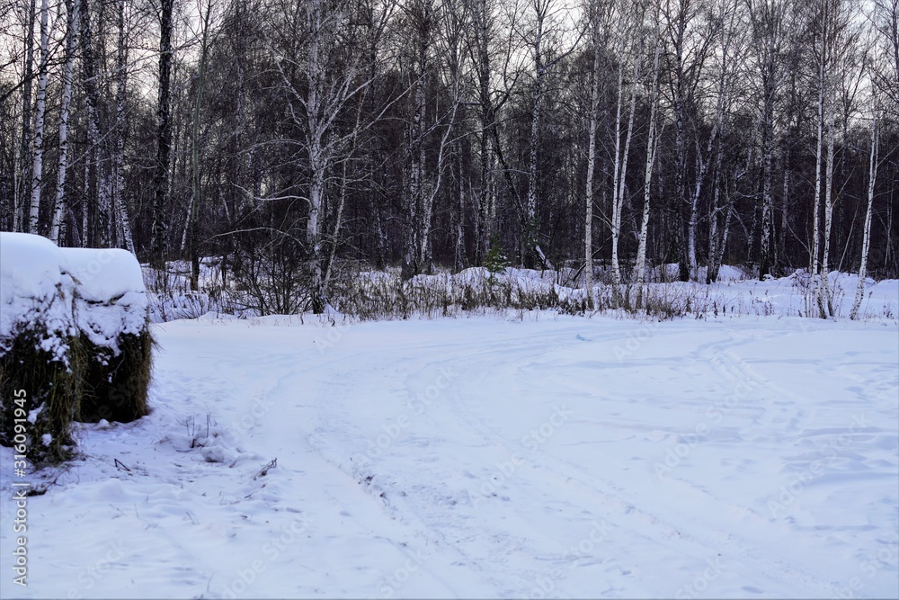 winter landscape with birch trees in winter winter landscape with birch trees in winter