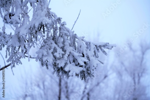 fir tree branches covered with snow