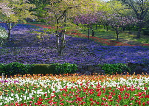 Wallpaper Mural チューリップ Torontodigital.ca