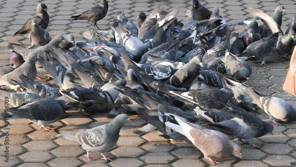 wild city pigeons eat feed on the sidewalk wild city pigeons eat feed on the sidewalk