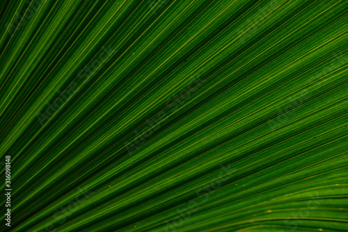 Close up of leaves texture or background