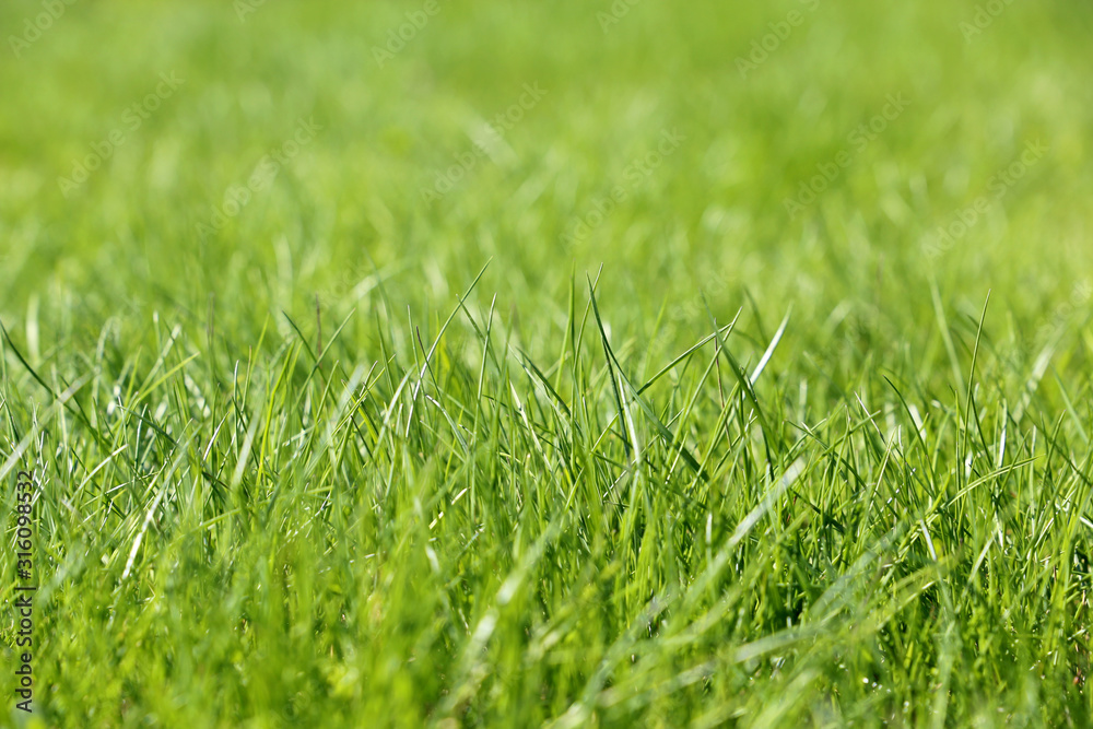 Fototapeta premium Young green grass in sunlight, selective focus. Fresh spring nature background, sunny meadow texture