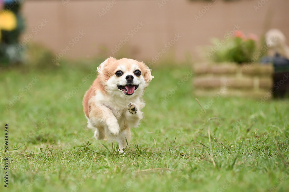 チワワ チワワ