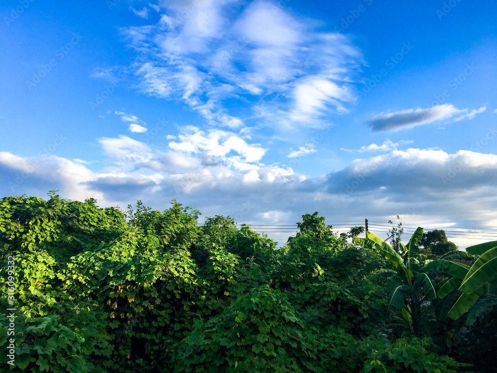 trees and blue sky