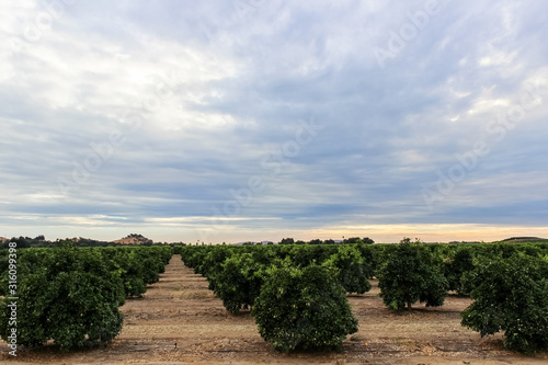 citrus orchard in California