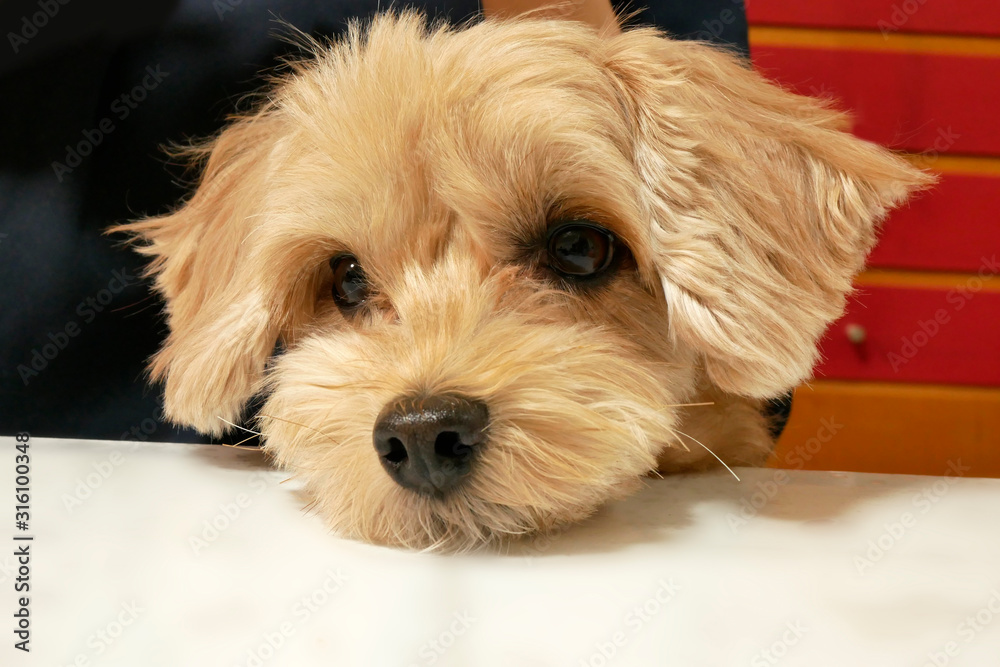 テーブルに顔を乗せてじっと座って見つめるかわいいアプリコットの小型犬 マルプー Stock Photo Adobe Stock テーブルに顔を乗せてじっと座って見つめるかわいいアプリコットの小型犬 マルプー Stock Photo Adobe Stock