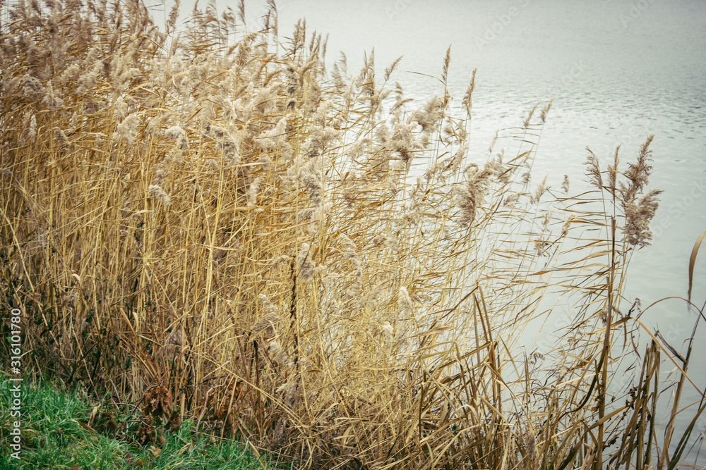 Obraz premium reeds on the bank
