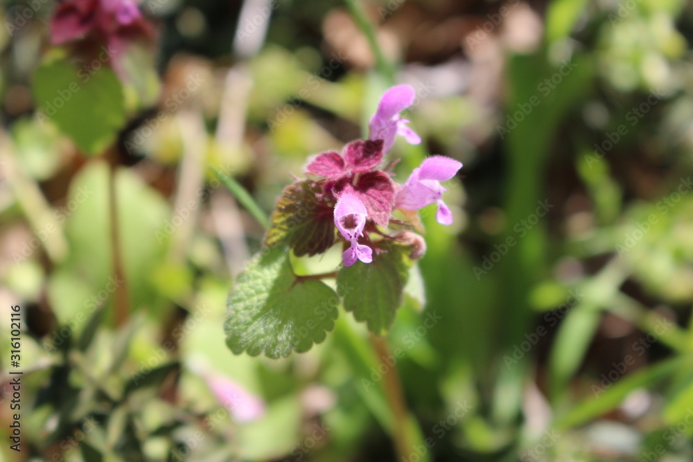 lilac flowers of the orchid family blossomed in the spring in Crimea lilac flowers of the orchid family blossomed in the spring in Crimea