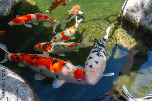 Photography Koi Pond