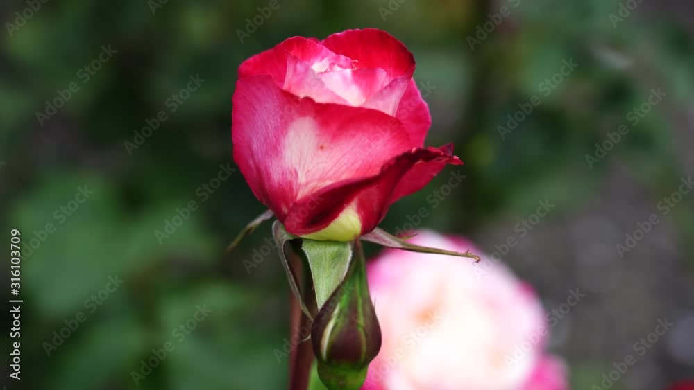 Rose bud. Beautiful rose plant in a sunny and windy day; 4K viedo Rose bud. Beautiful rose plant in a sunny and windy day; 4K viedo