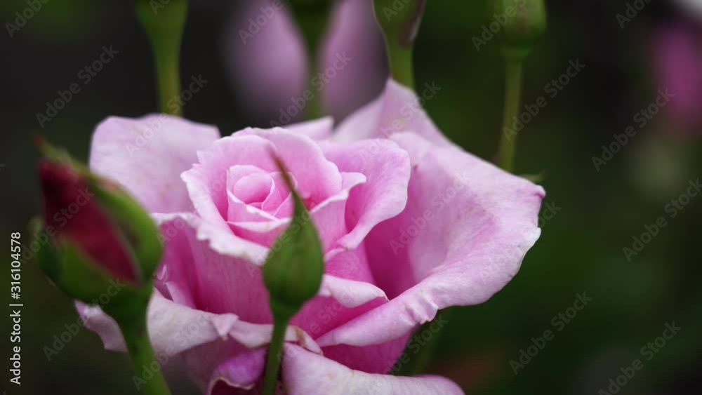 Rose bud. Beautiful rose plant in a sunny and windy day; 4K viedo Rose bud. Beautiful rose plant in a sunny and windy day; 4K viedo