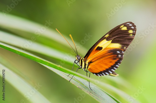 Tiger Heliconian - Heliconius ismenius, beautiful colored brushfoot butterfly from Central and South American meadows, Ecuador.