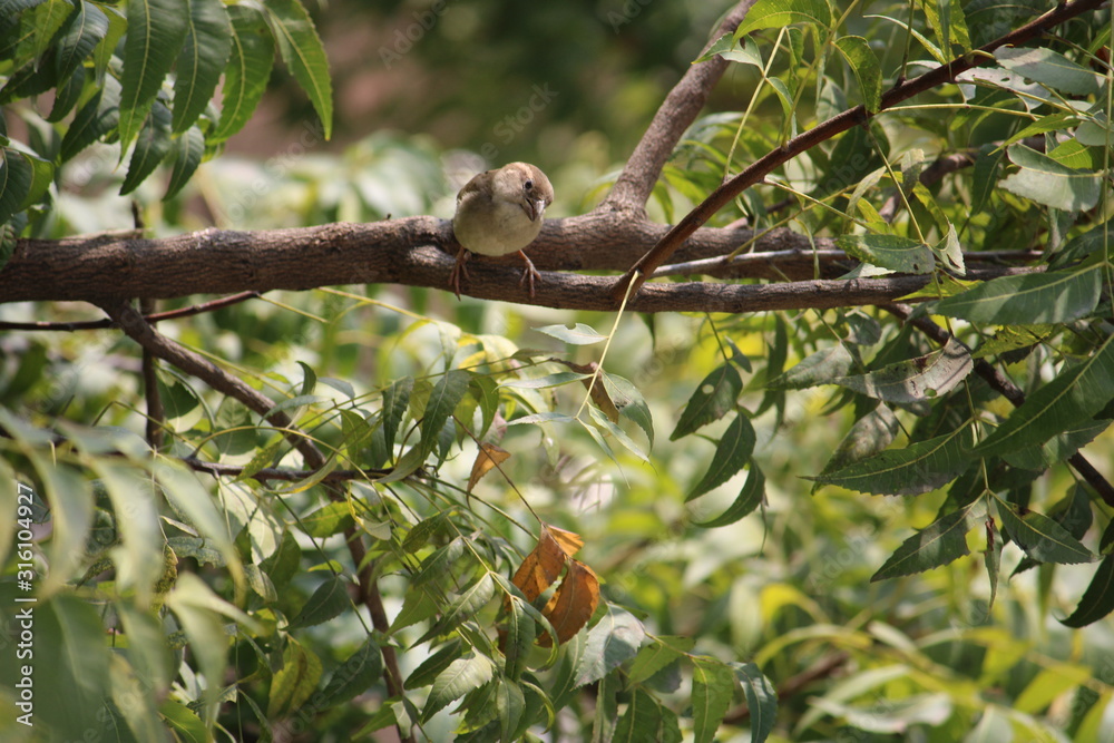 beautiful bird sit on the sprig beautiful bird sit on the sprig