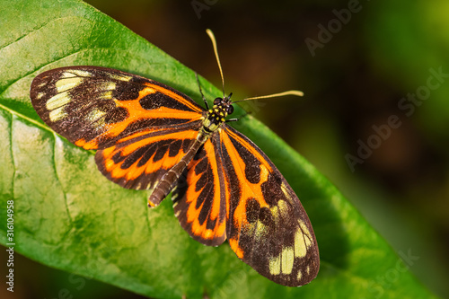 Tiger Heliconian - Heliconius ismenius  beautiful colored brushfoot butterfly from Central and South American meadows  Ecuador.