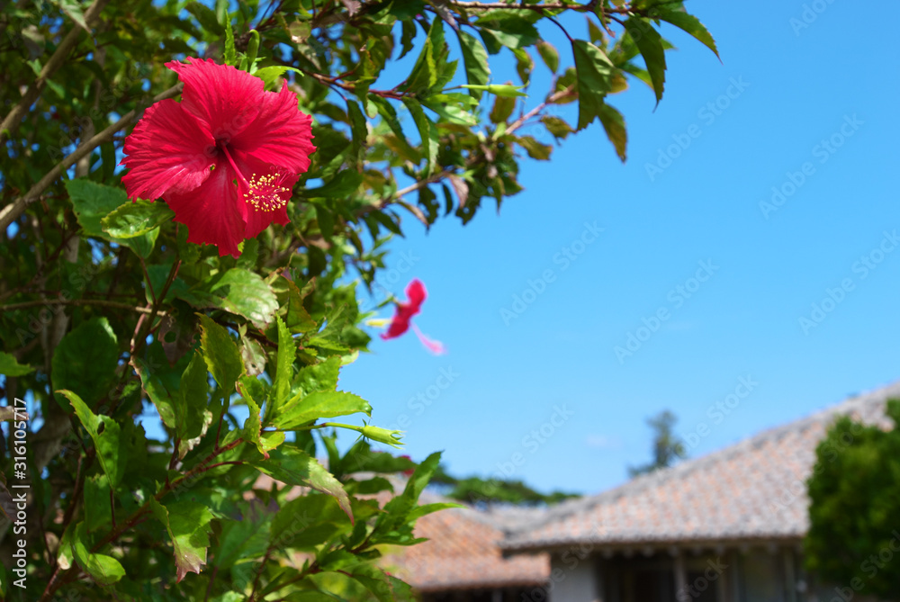 きれいに咲いた赤いハイビスカスの背景に青空と沖縄赤瓦屋根が見える久米島の風景 Stock Foto Adobe Stock