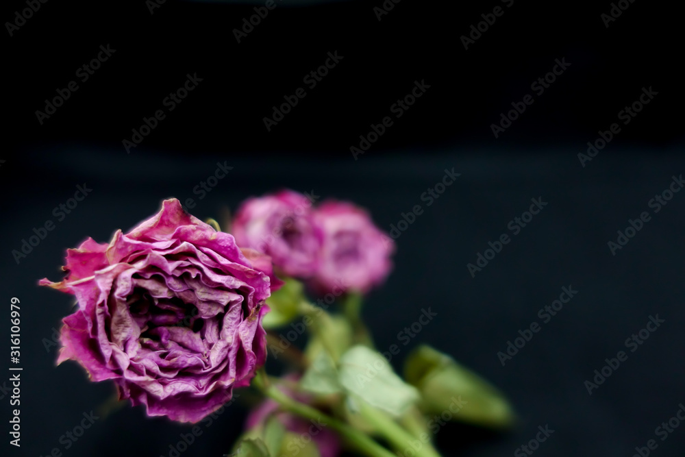 Close up top view of withered pink roses on black background with copy space for Valentine's Day. Close up top view of withered pink roses on black background with copy space for Valentine's Day.