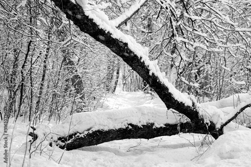 Snowy forest on a sunny winter day. Monochrome natural background