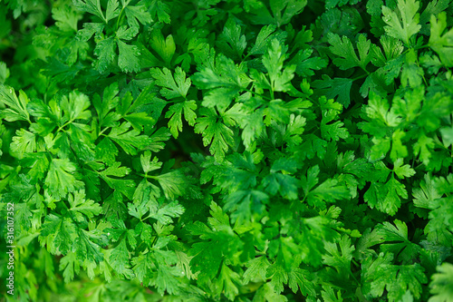 Organic cultivation in the garden - full frame background of green parsley leaves in close-up.