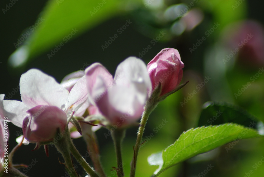 Macro26 Macro26