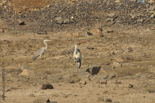 Photography two Indian grey Crane looking for food in lake area, manage to take catch in camera