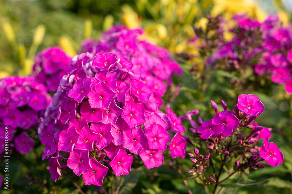 Bright pink flower phlox paniculata, perennial, summer phlox. blooming in garden on summer sunny day Bright pink flower phlox paniculata, perennial, summer phlox. blooming in garden on summer sunny day