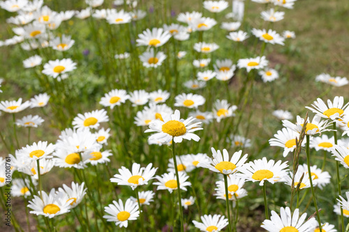 blooming daisies in meadow. Oxeye daisy, Leucanthemum vulgare, daisies, Common daisy, Dog daisy, Moon daisy.