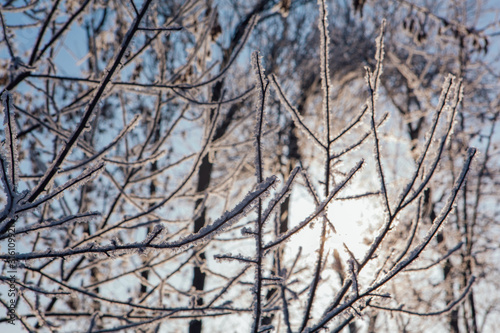 Tree branches covered with ice. Beautiful winter landscape.