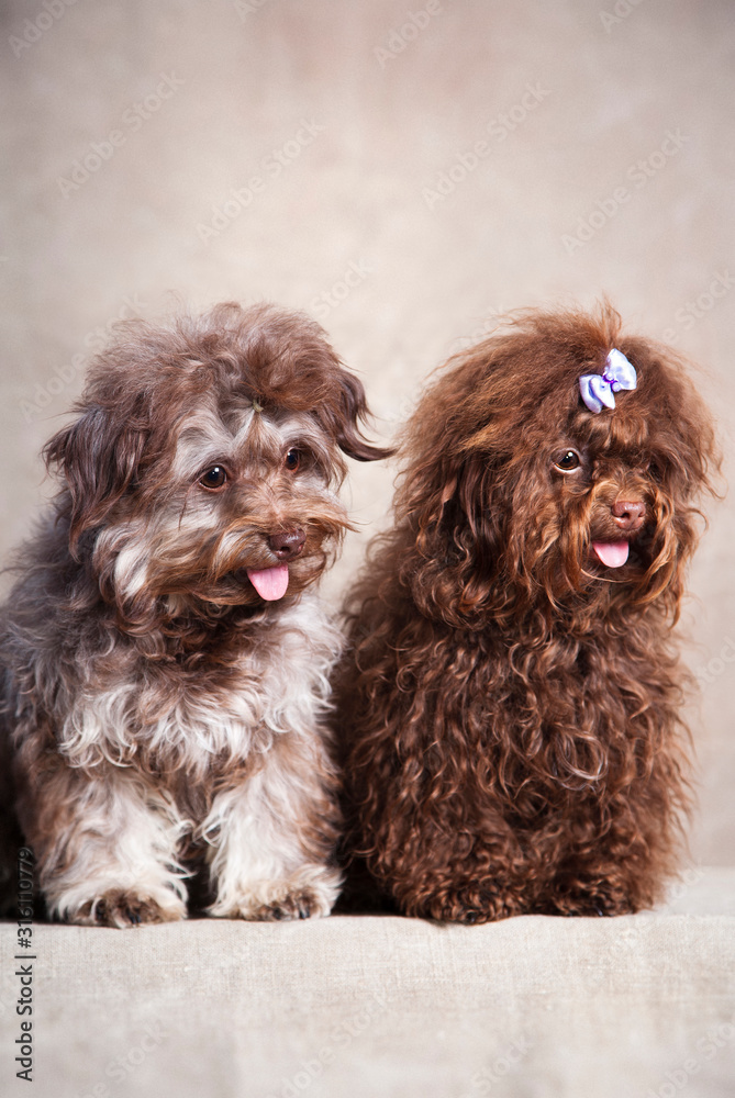 Two curly funny super cute dogs gray and brown