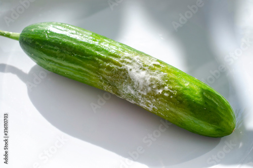 A cucumber with mold photo