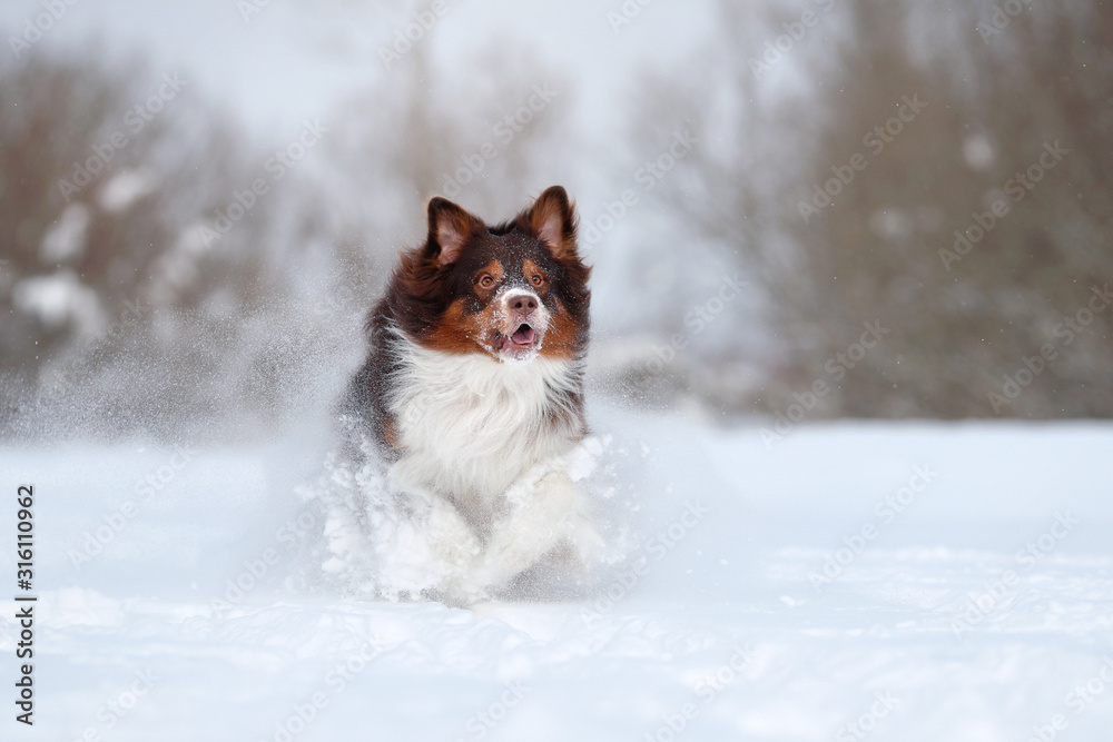 Beautiful Australian Shepherd dog running in the snow