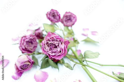 Close up of withered pink roses with dried rose petals lay flat and isolated on white background with copy space for Valentine’s Day and special occasion.