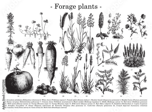 Forage plants collection / vintage illustration from Brockhaus Konversations-Lexikon 1908