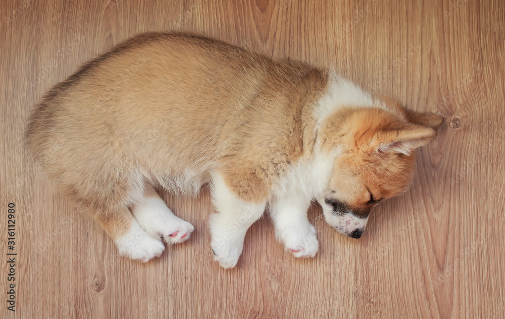 portrait of a cute little dog puppy the Corgi sleeps sweetly on the wooden floor with its short legs stretched out
